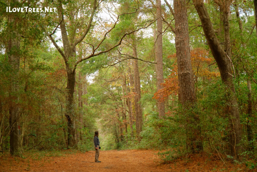 Abbey Nature Preserve