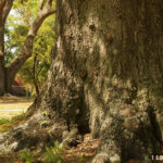 Hilton Oaks