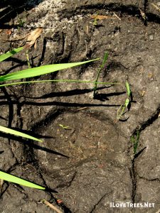 The Wildness Of Holly Shelter I Love Trees