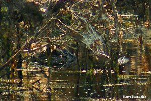 The Wildness Of Holly Shelter I Love Trees