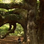 Angel Oak