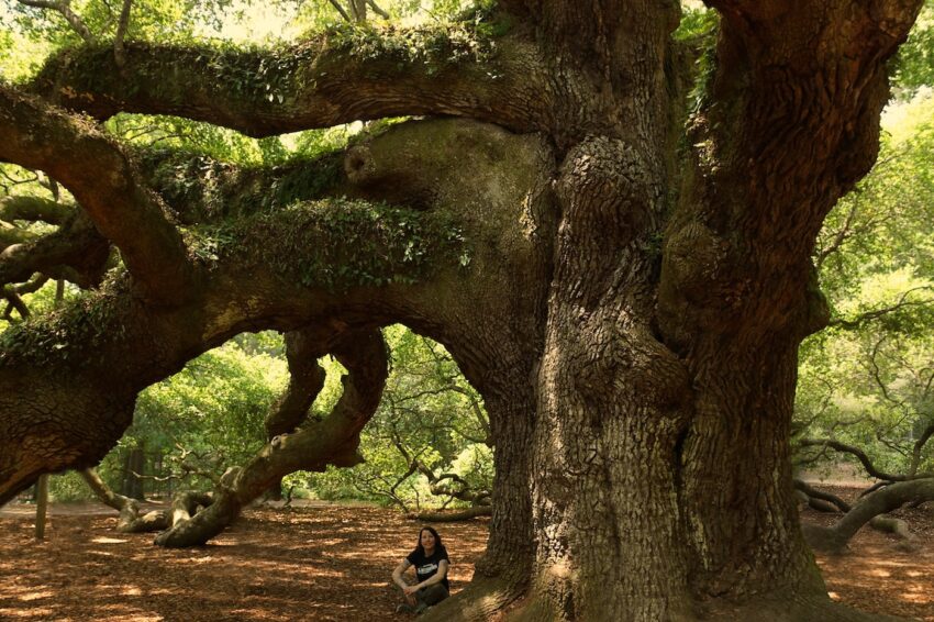 Angel Oak