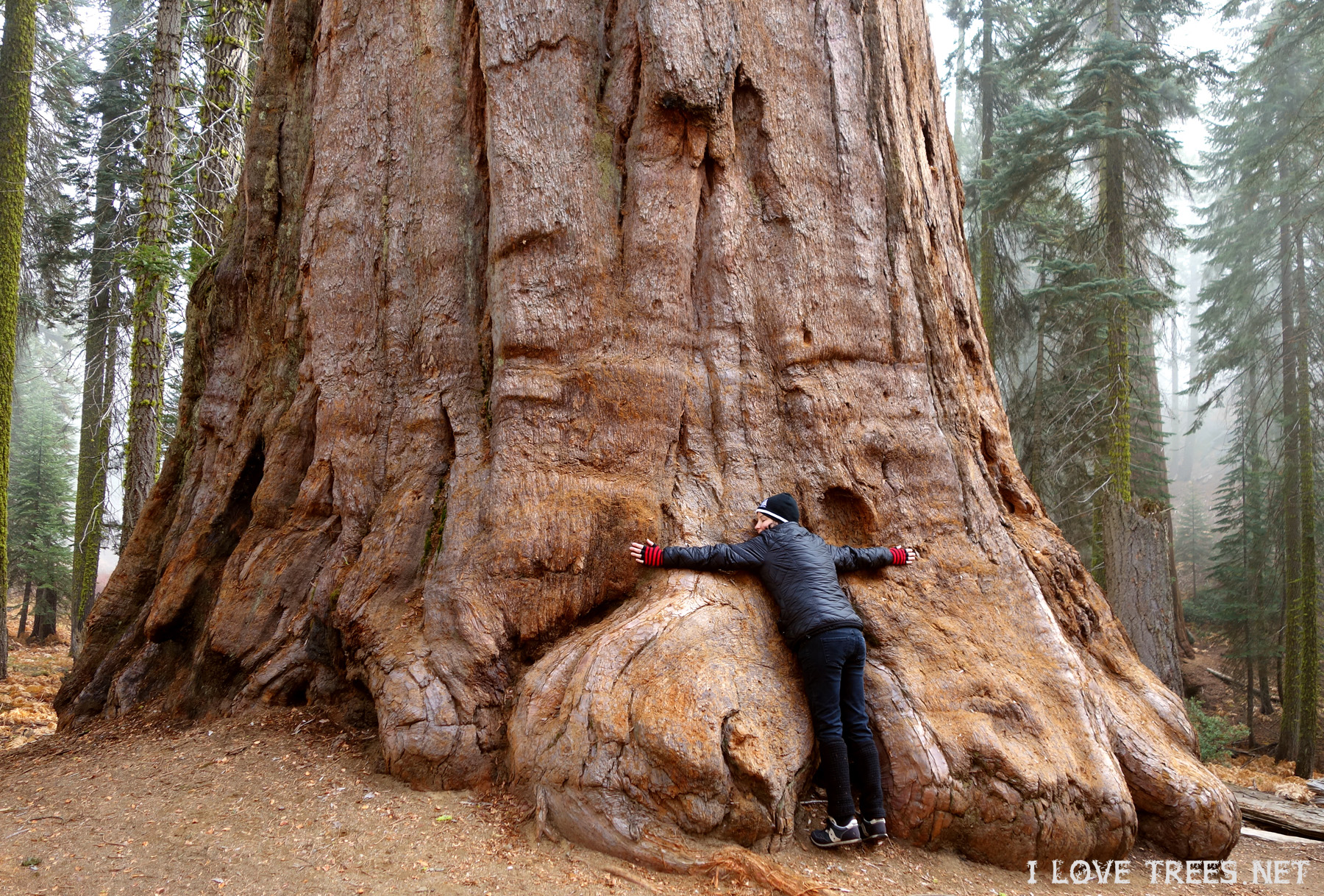 Sequoia National Park