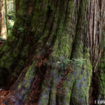 Avatar Grove