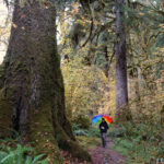 Olympic National Park