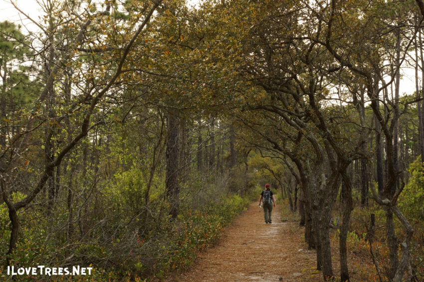 Carolina Beach State Park