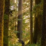 Sitka Spruce Trees in Carmanah Walbran