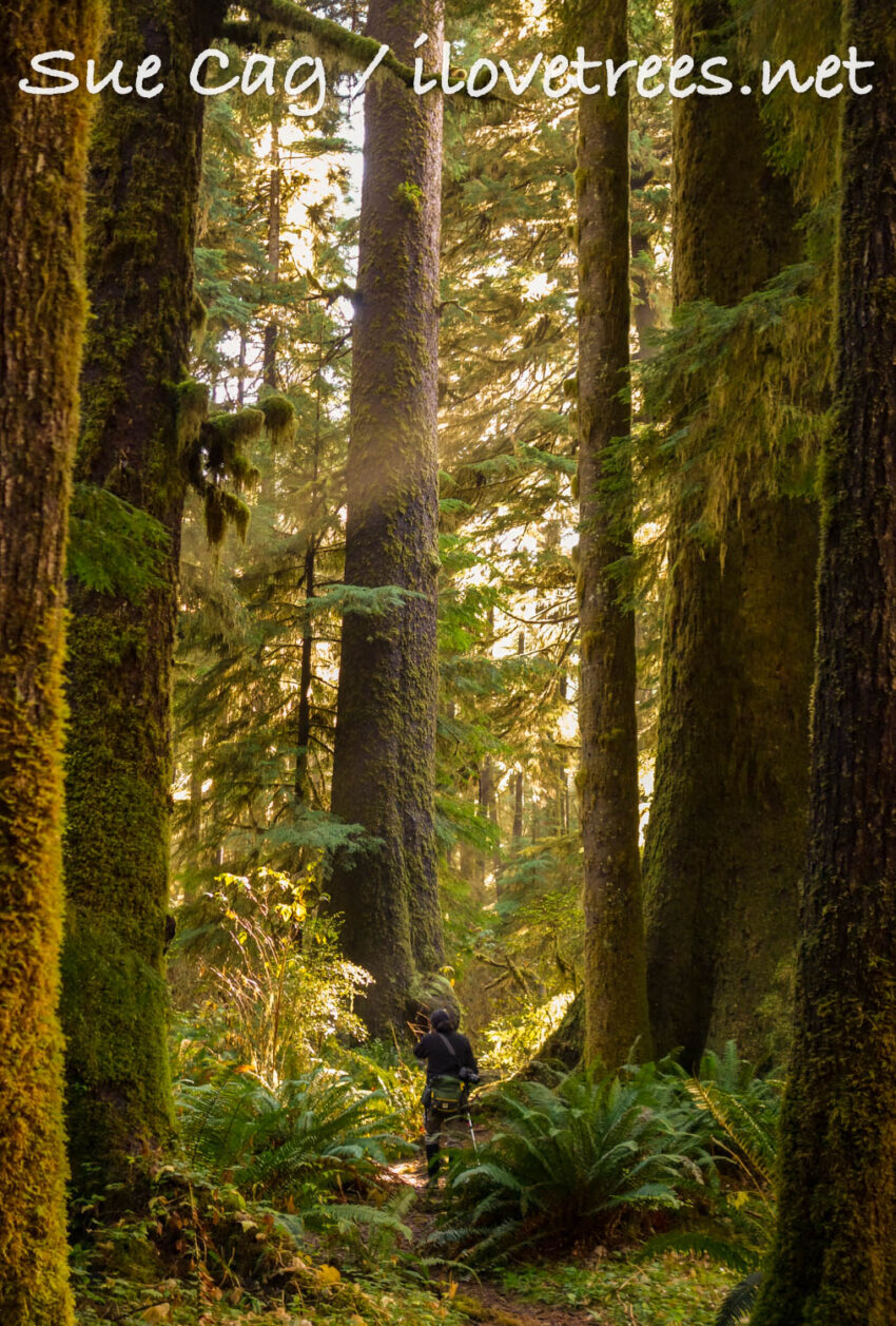 Sitka Spruce Trees in Carmanah Walbran