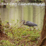 Great blue heron at Greenfield Lake Wilmington NC