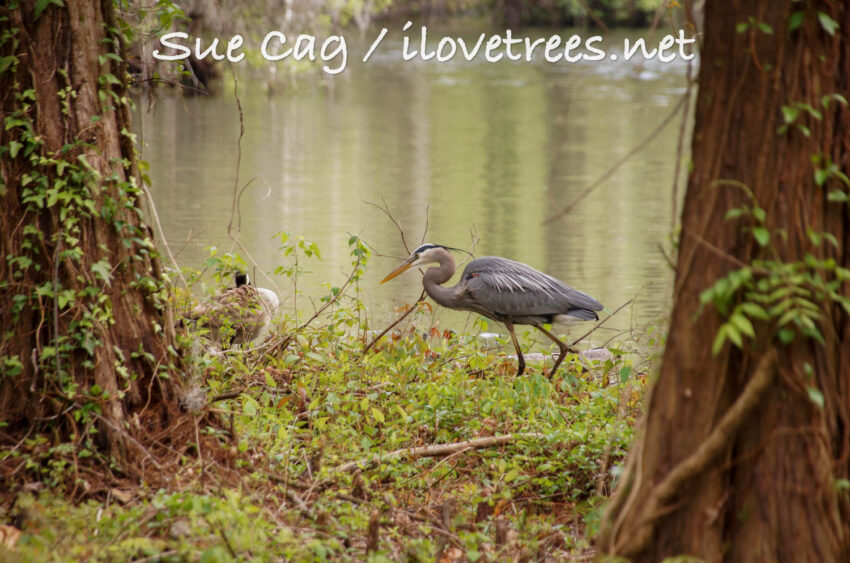 Great blue heron at Greenfield Lake Wilmington NC