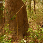 Bluethenthal Wildflower Preserve