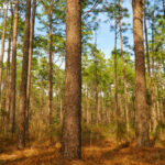 Longleaf Nature Park at UNCW