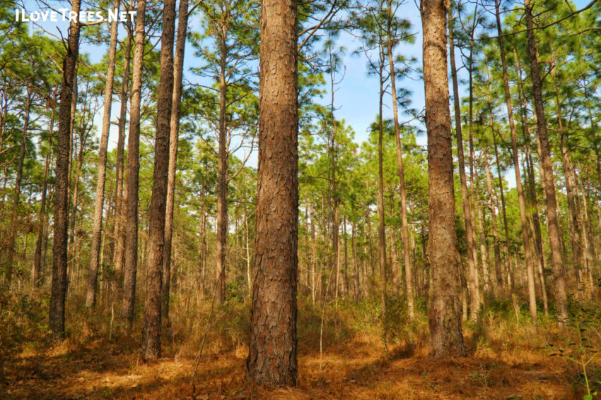 Longleaf Nature Park at UNCW