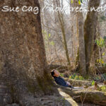 Joyce Kilmer Memorial Forest NC