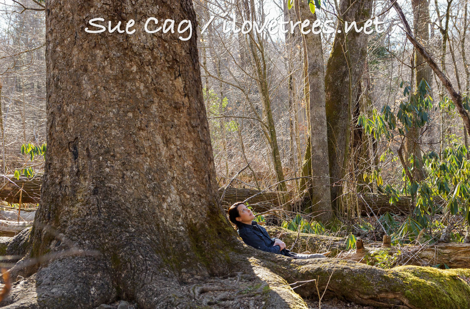 The Joyce Kilmer Memorial Forest I Love Trees