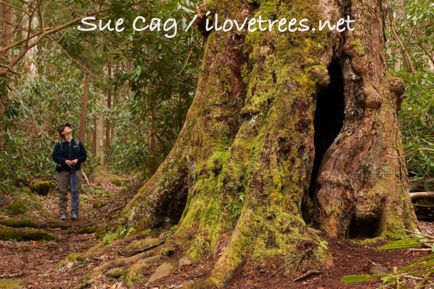 Albright Grove Great Smoky Mountains National Park