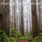Jedediah Smith Redwoods State Park Coast