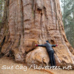 Sequoia National Park