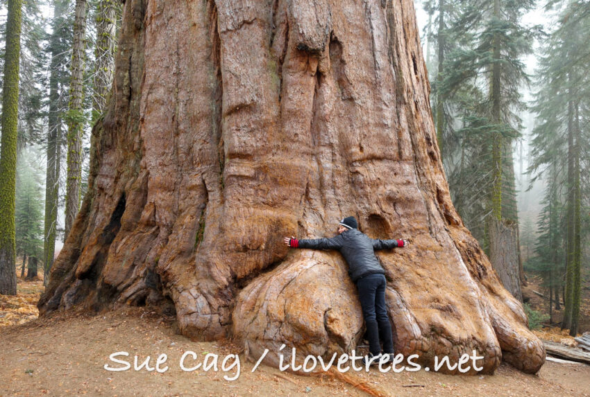 Sequoia National Park Activities