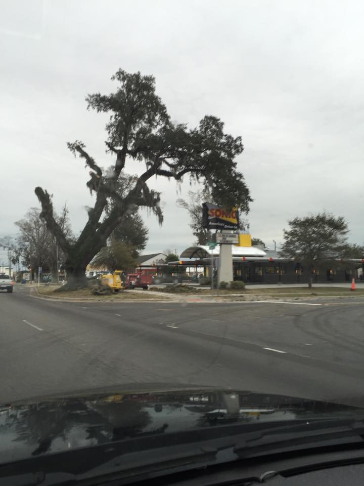 Sonic Oak in the process of being cut down