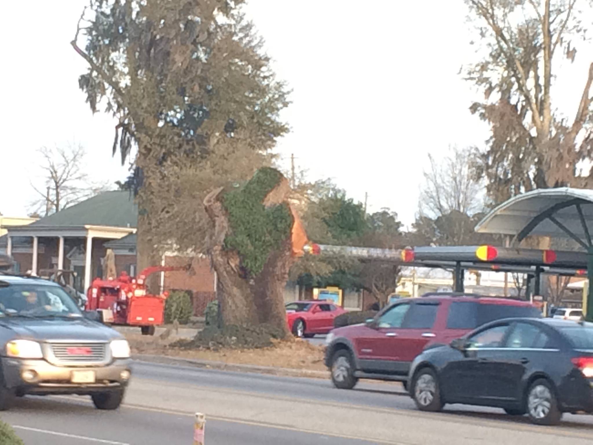 Sonic Oak trunk left standing