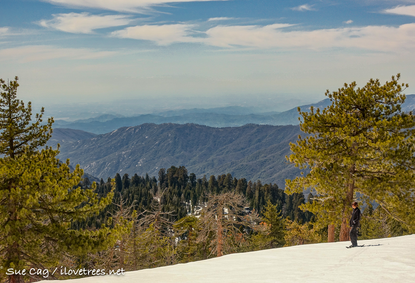 Above Alder Creek Grove