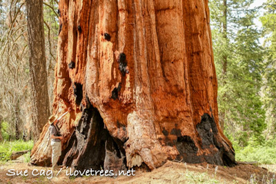 Boulder Creek Grove