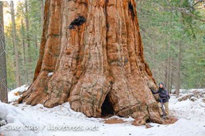 Freeman Creek Grove