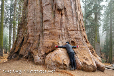 Giant Forest