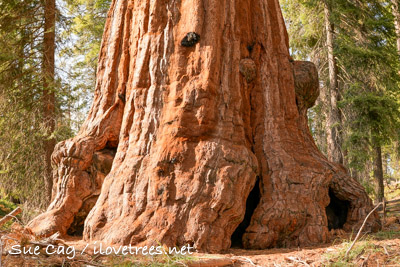 Grant Grove