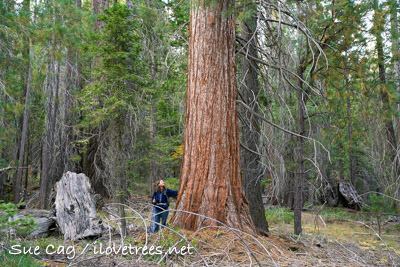 Indian Basin Grove