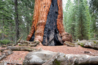 Mariposa Grove