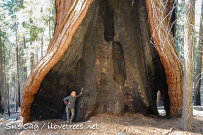 Redwood Mountain Grove