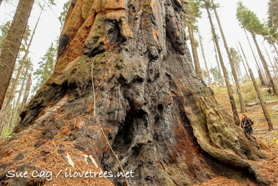 Sequoia Creek Grove