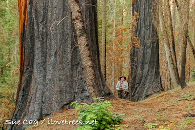 Silver Creek Grove