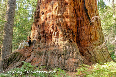 Starvation Creek Grove