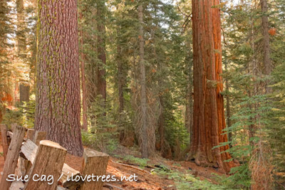 Tuolumne Grove