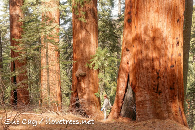 Devils Canyon Grove