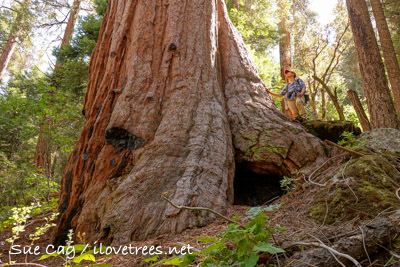 Cahoon Creek Grove