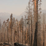 Alder Creek sequoia after Castle Fire Sequoia Crest