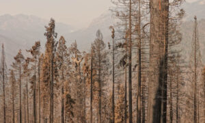 Alder Creek sequoia after Castle Fire Sequoia Crest