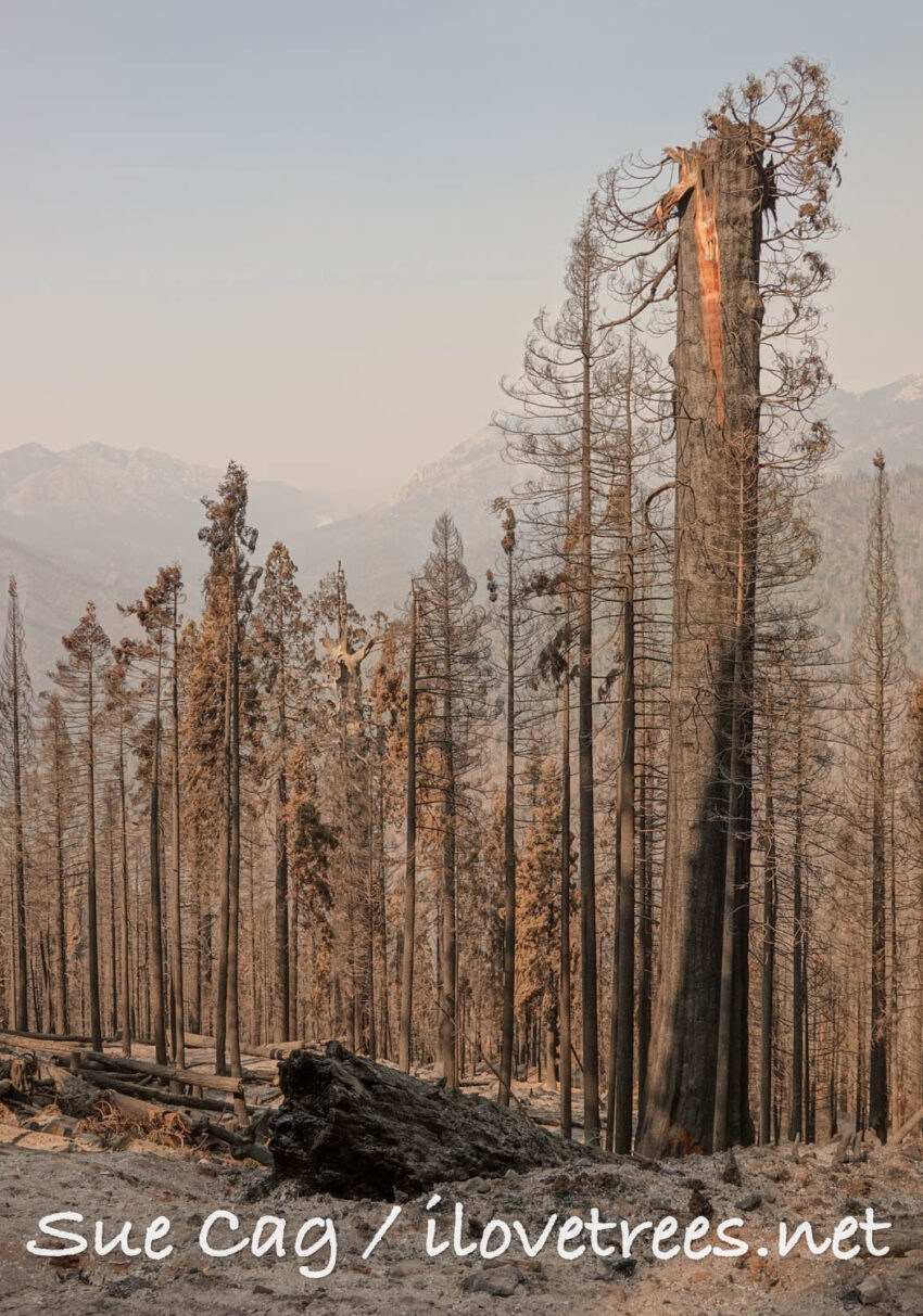 Alder Creek sequoia after Castle Fire Sequoia Crest