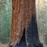 Alder Creek sequoia after Castle Fire