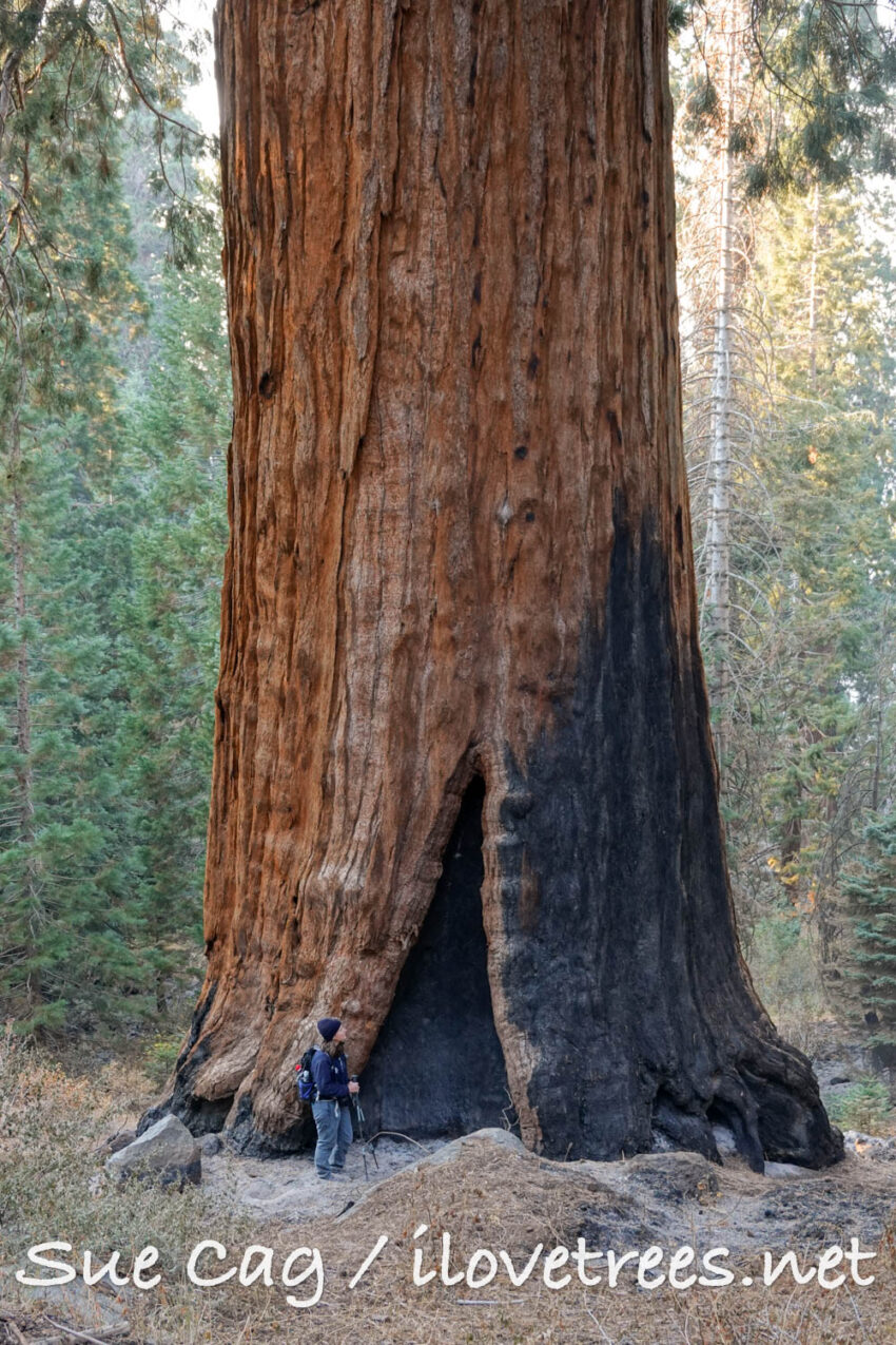 Alder Creek sequoia after Castle Fire