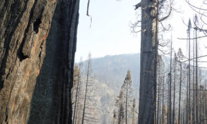 Alder Creek Castle Fire Sequoia Crest