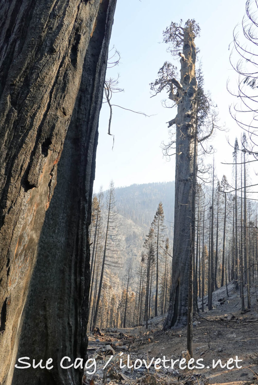 Alder Creek Castle Fire Sequoia Crest