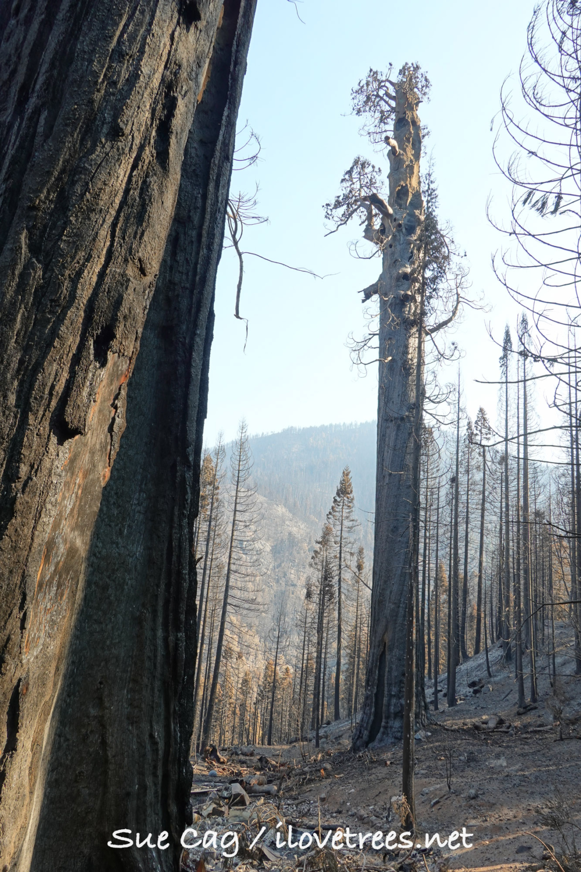 Alder Creek - Castle Fire