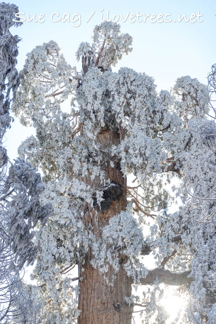 Alder Creek First Snow of the Season