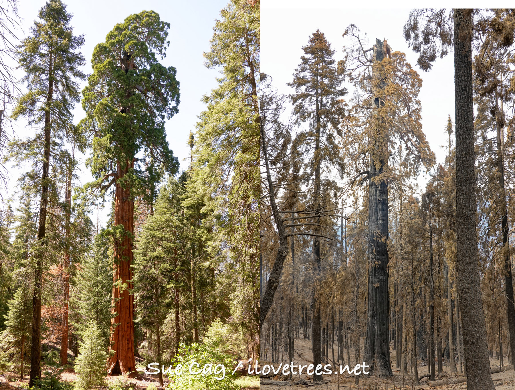 McIntyre Grove after the Castle Fire