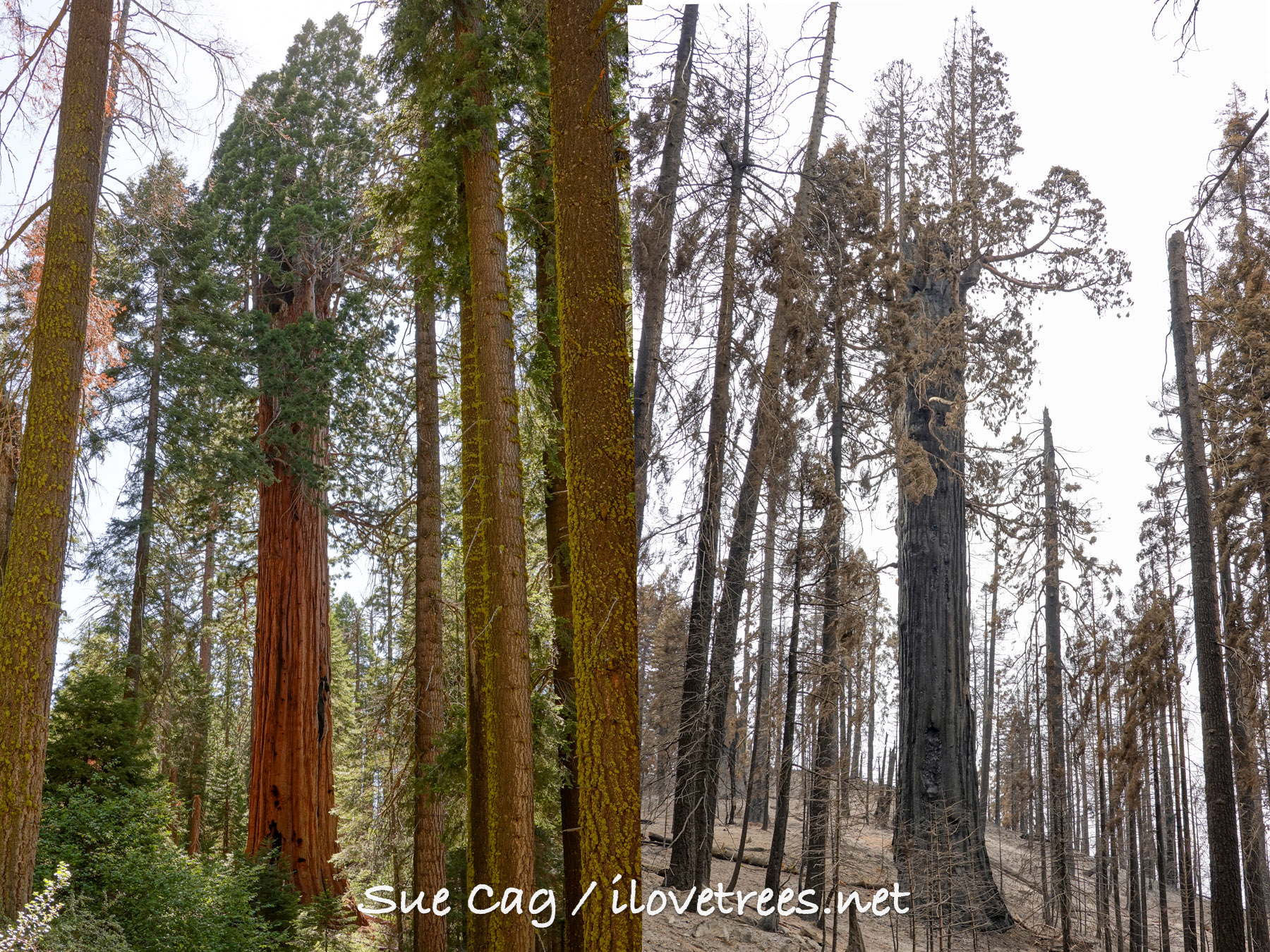 McIntyre Grove after the Castle Fire